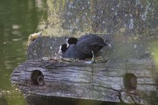 Blässhühner-Nistplatz_1003.jpg